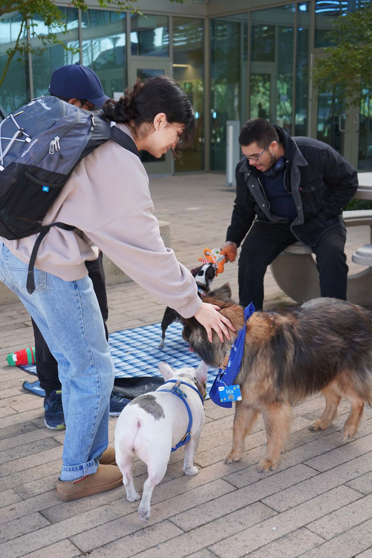 Therapy dogs and cats visit CHC students.