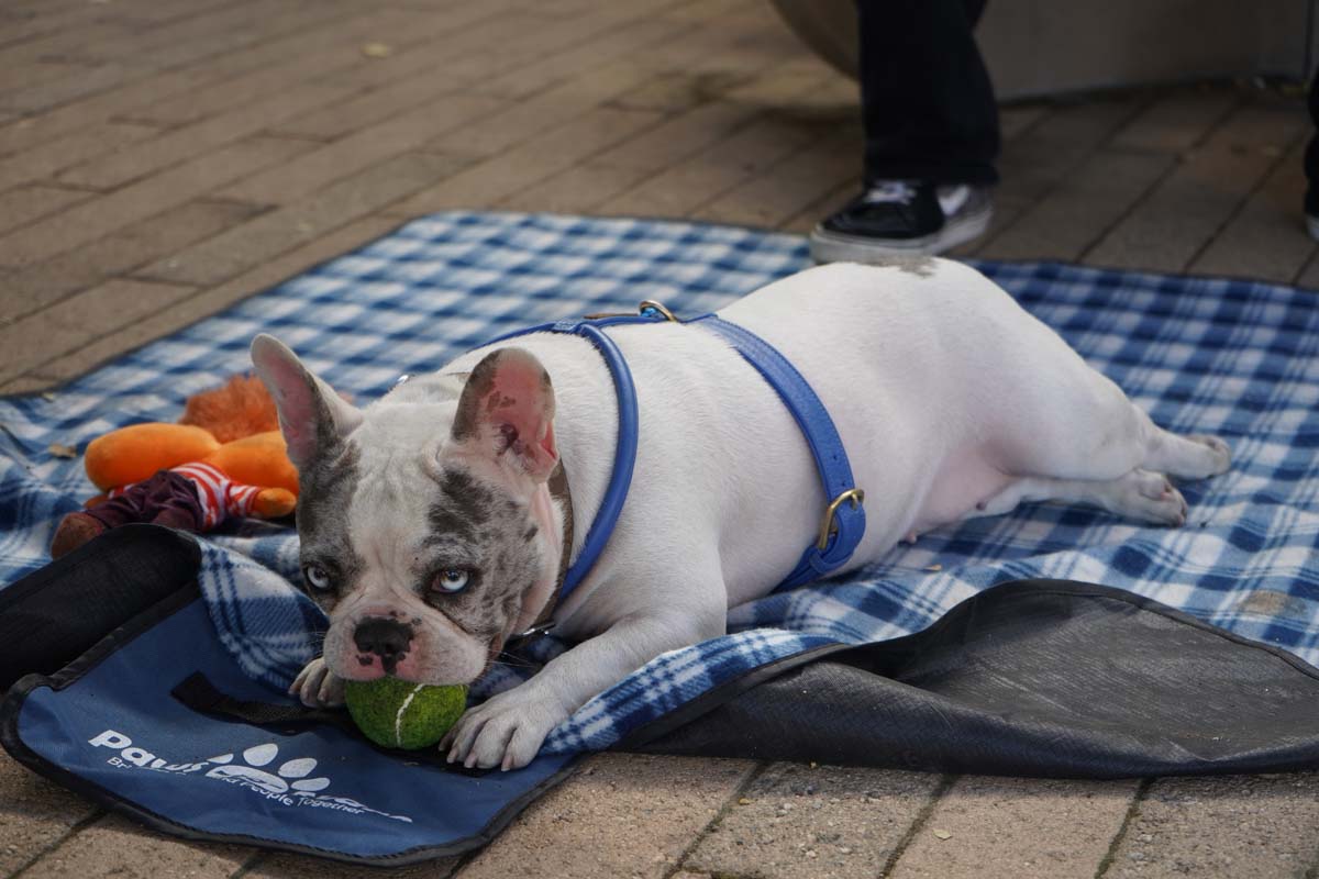 Therapy dogs and cats visit CHC students.