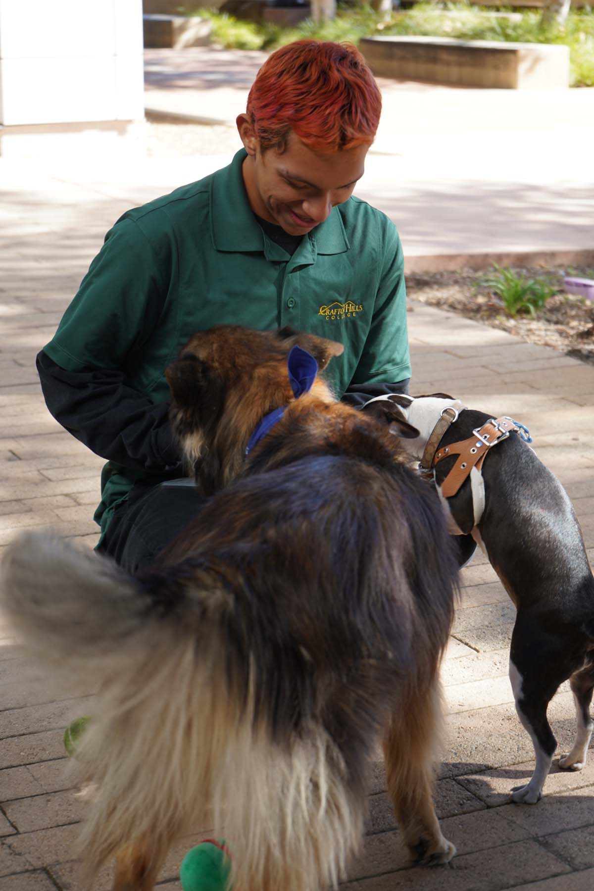 Therapy dogs and cats visit CHC students.