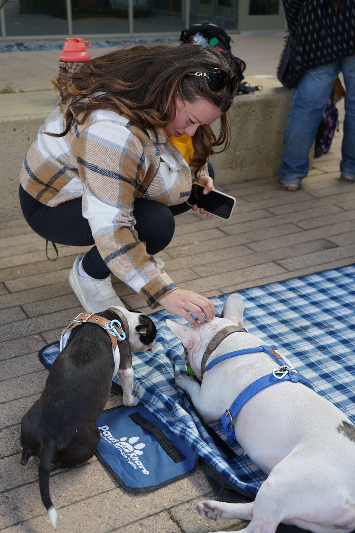 Therapy dogs and cats visit CHC students.