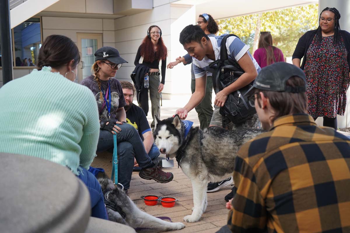 Therapy dogs and cats visit CHC students.