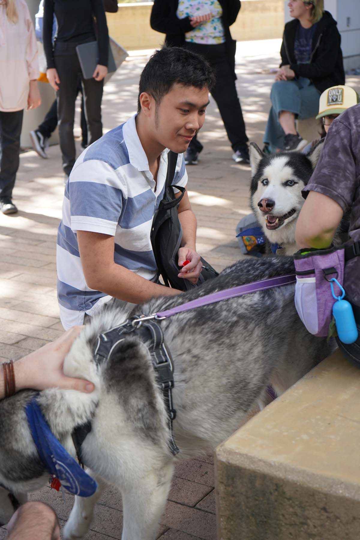 Therapy dogs and cats visit CHC students.