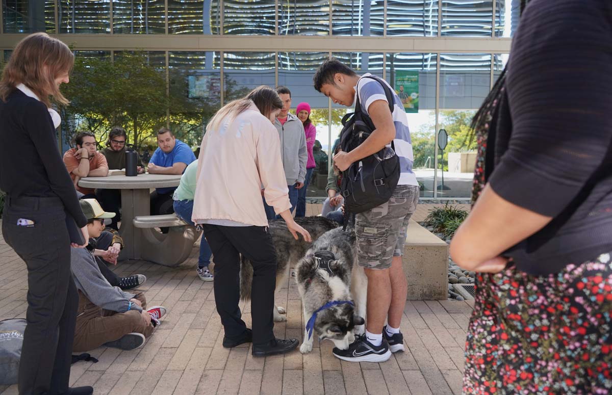 Therapy dogs and cats visit CHC students.