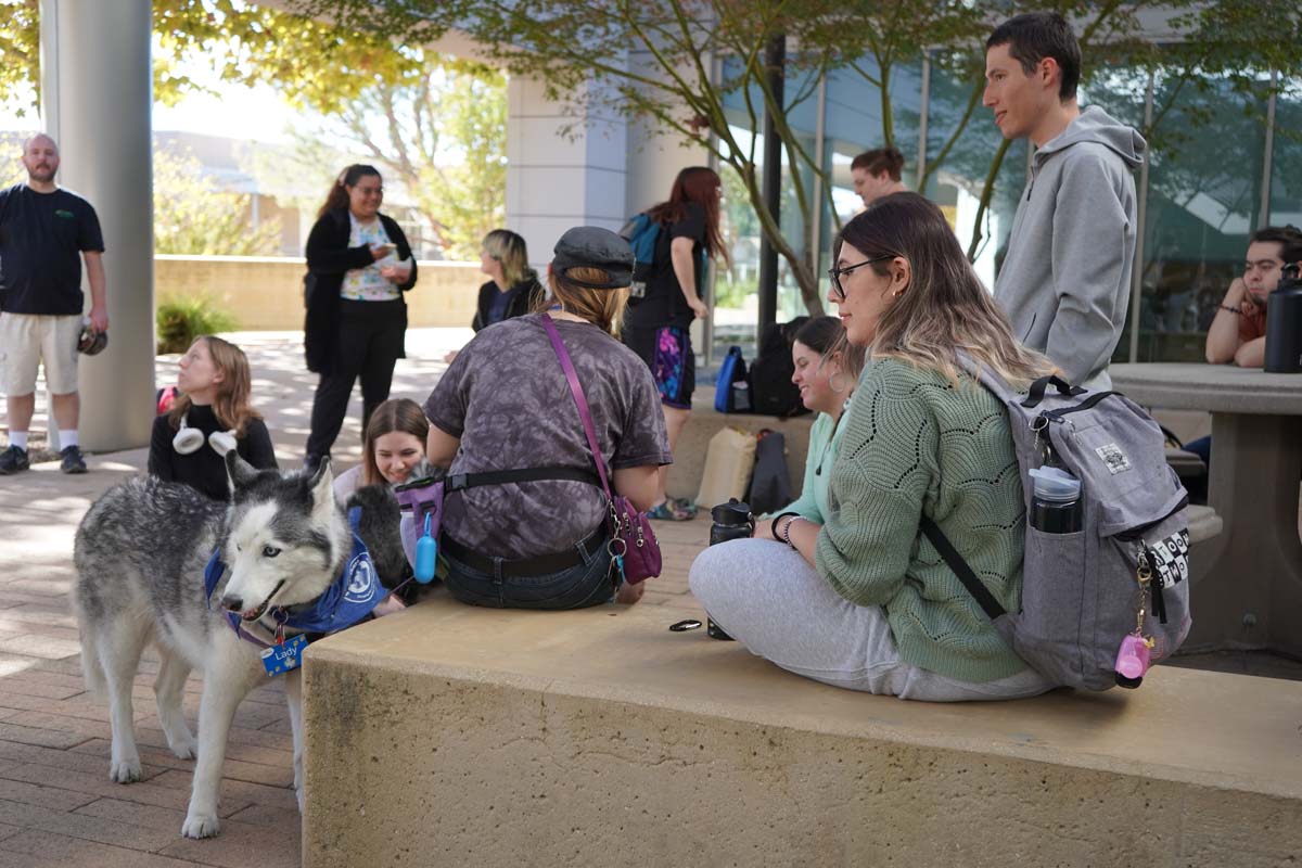 Therapy dogs and cats visit CHC students.